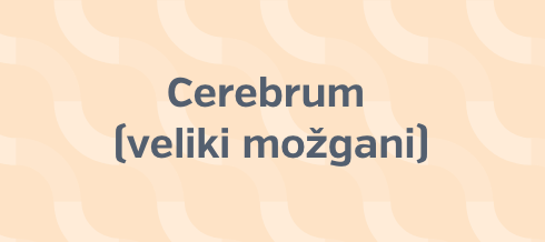 cerebrum-veliki mozgani