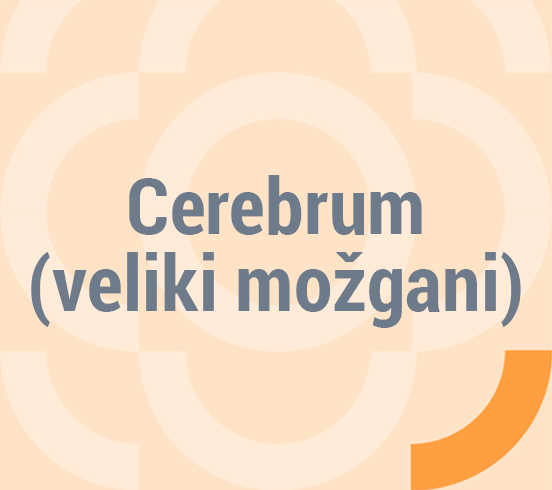 Cerebrum (veliki možgani)
