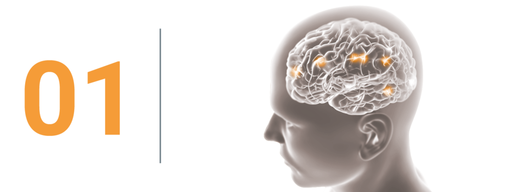 Slika 1 osrednje živčevje