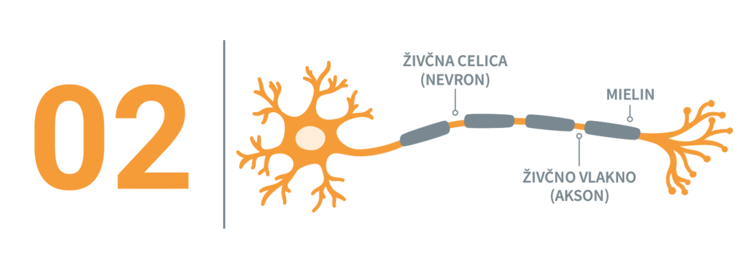 Živčna celica