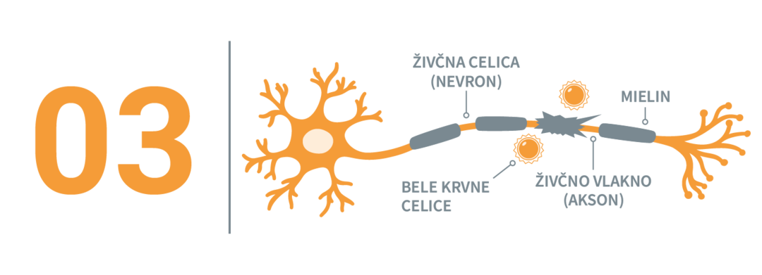 Bela krvna celica